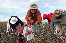 Thu nhập của người dân Bolivia được cải thiện